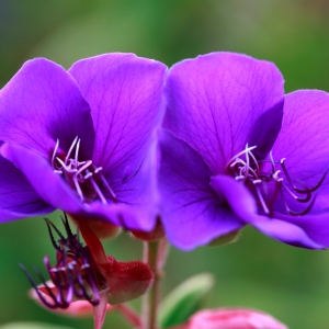 Tibouchina