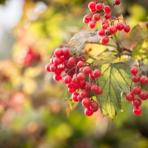 Viburnum