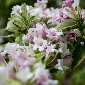 Weigela