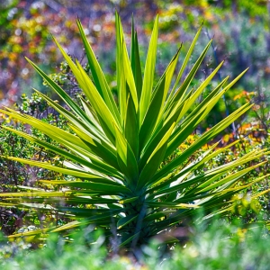 Yucca